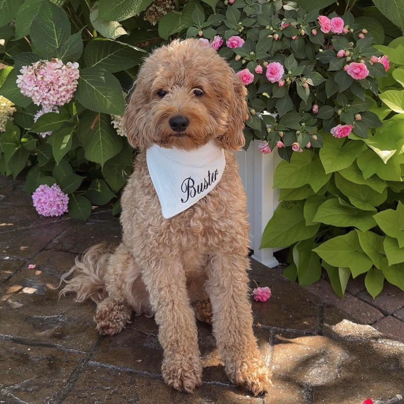 Custom Dog Bandana with Name – Adjustable Straps, Personalized Pet Accessory