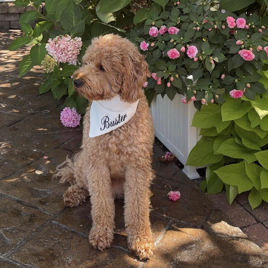 Custom Dog Bandana with Name – Adjustable Straps, Personalized Pet Accessory